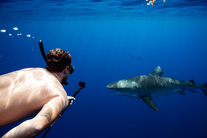 Hawaii Shark Cage Diving